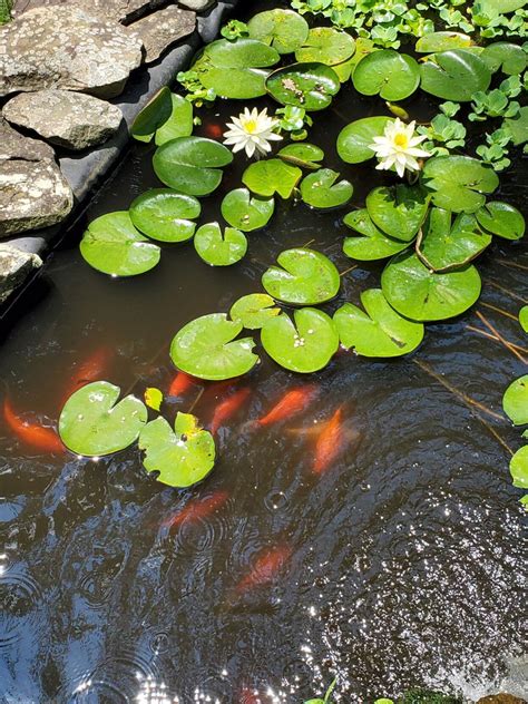 lilypdds|How to Start Lily Pads in Your Pond .